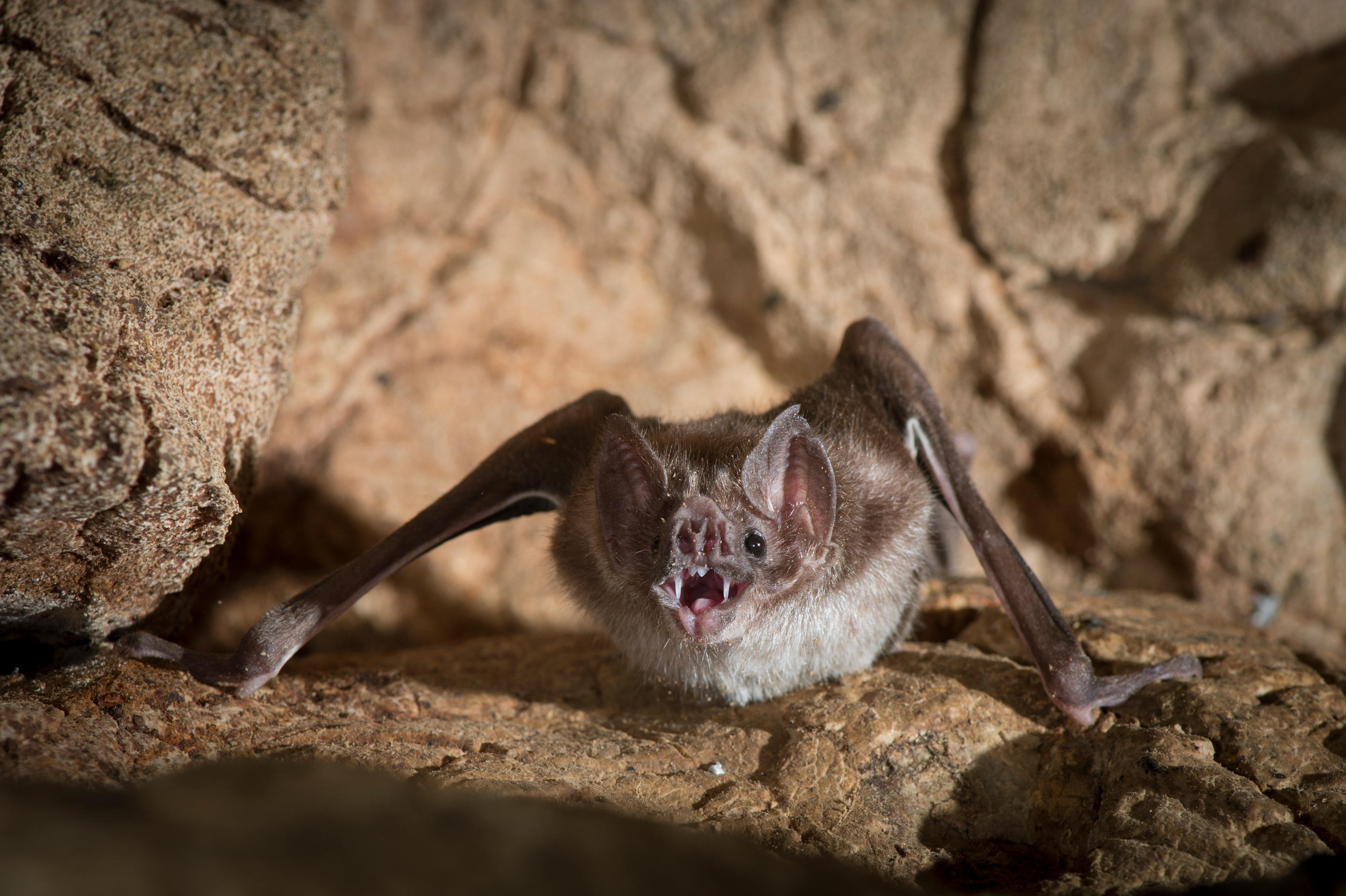My week as a vampire bat