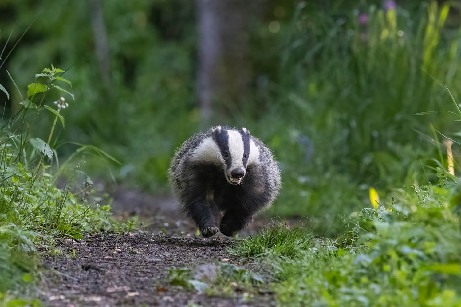 My week as a badger