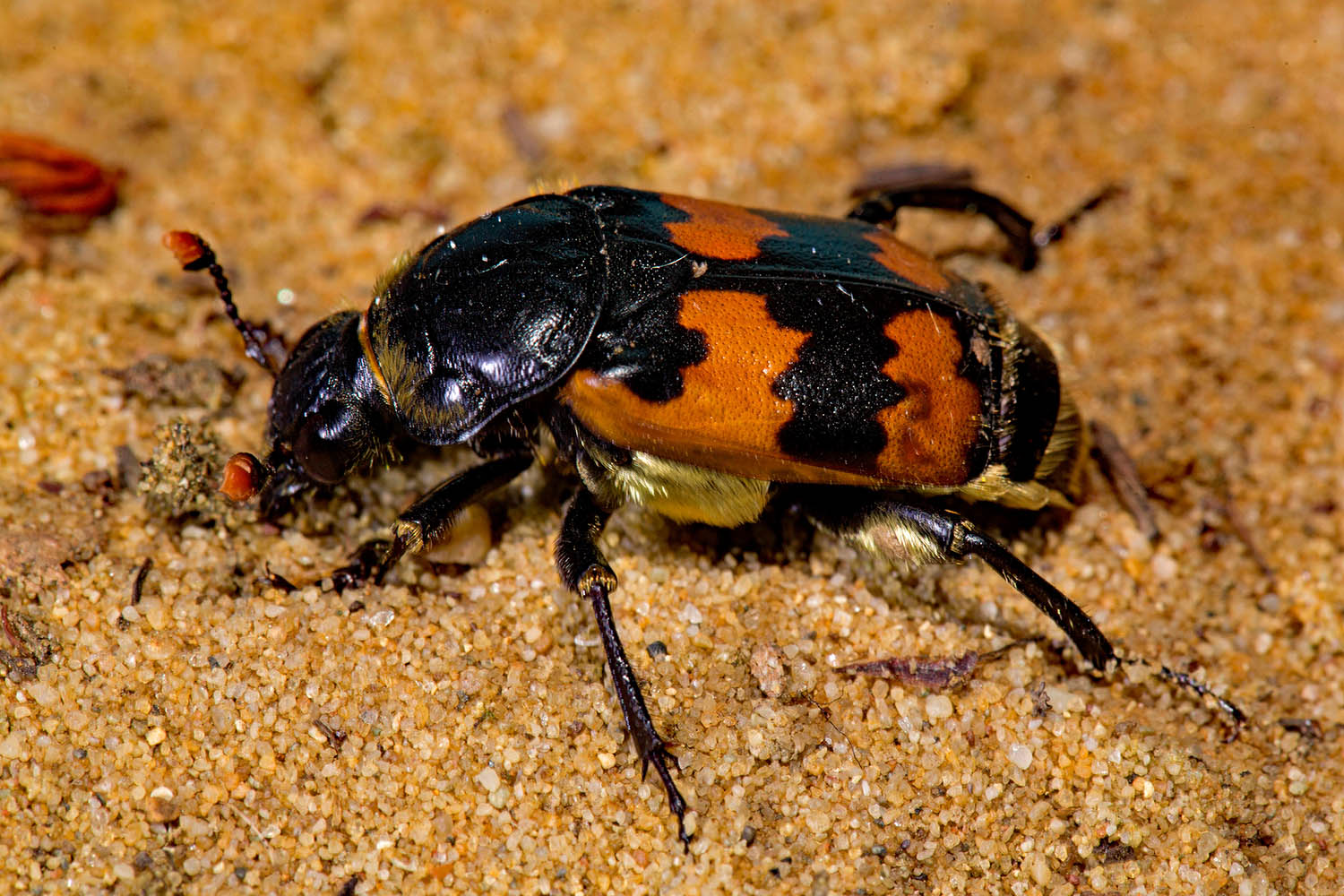 My week as a vespillo burying beetle