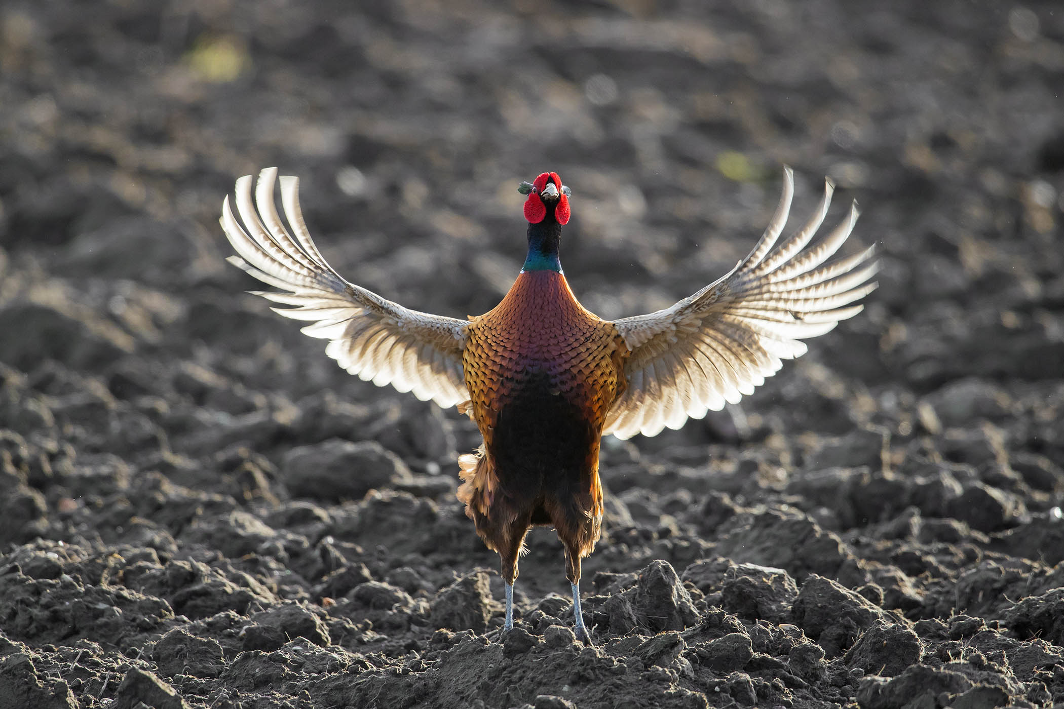 Call off the dogs – my week as a pheasant
