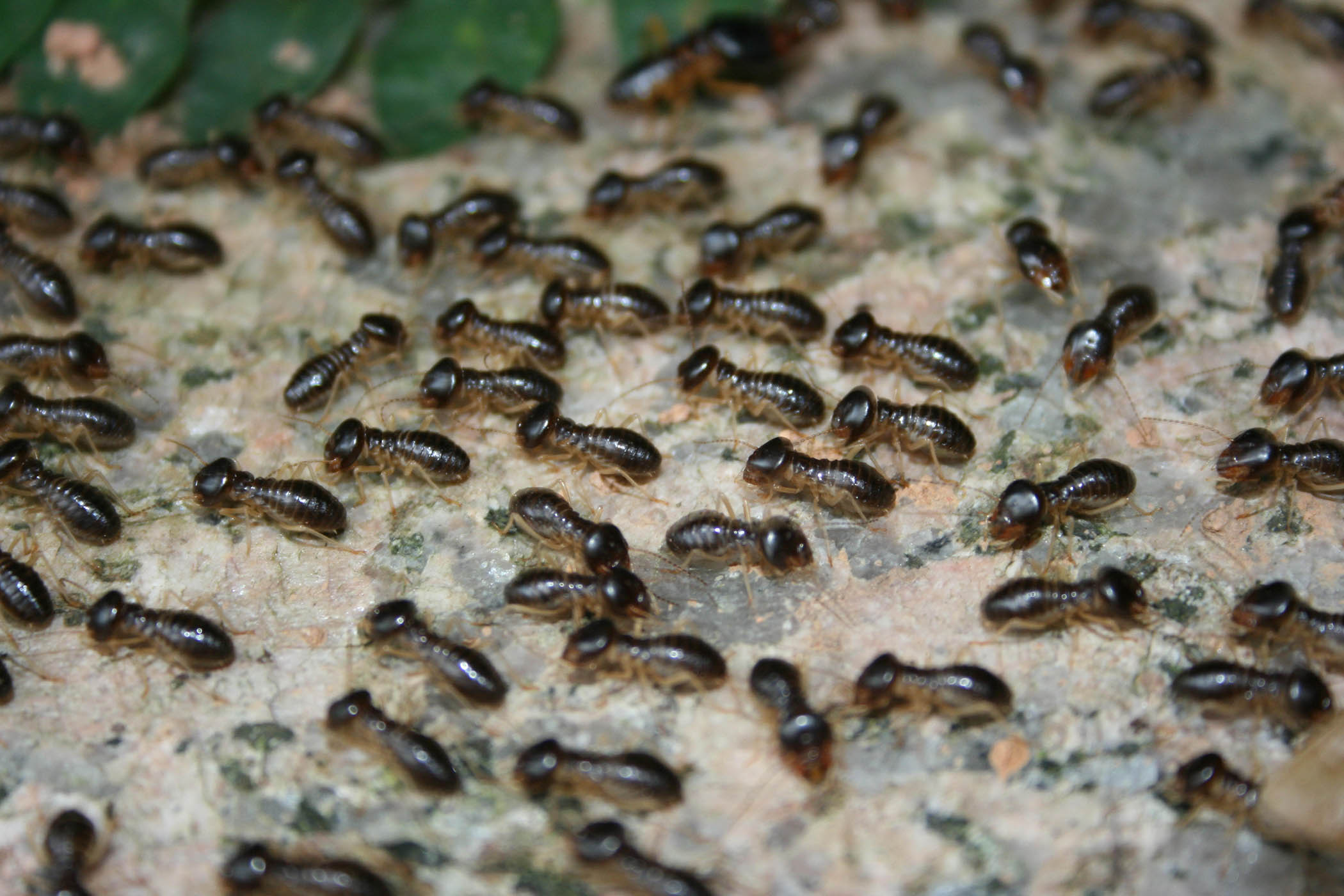My week as a termite