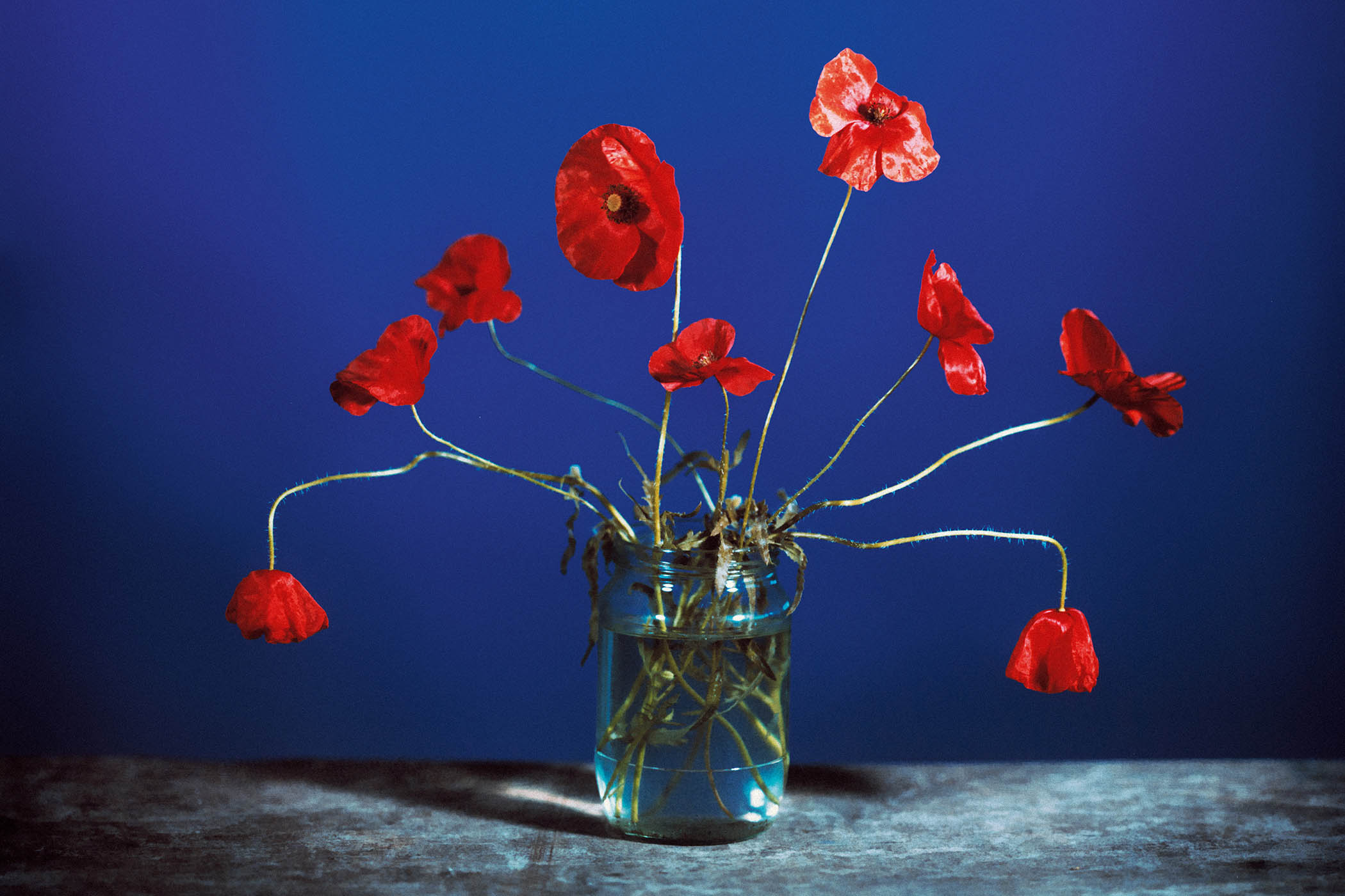 The grid: Brendan Barry’s floral fascination