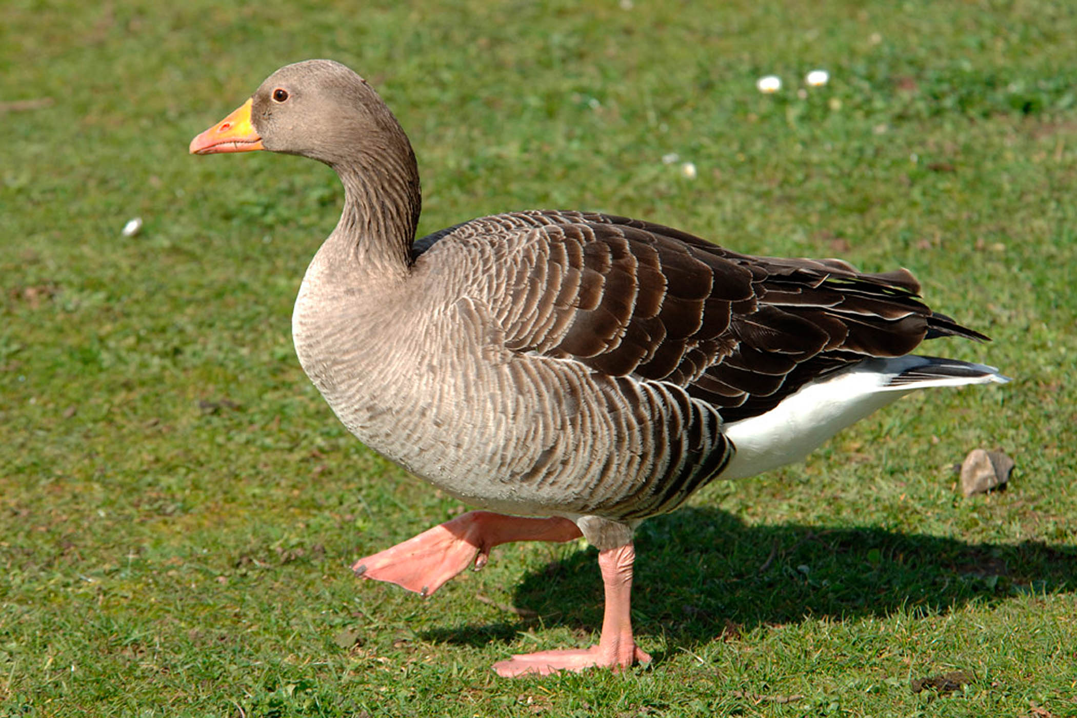 My week as a pink-footed goose