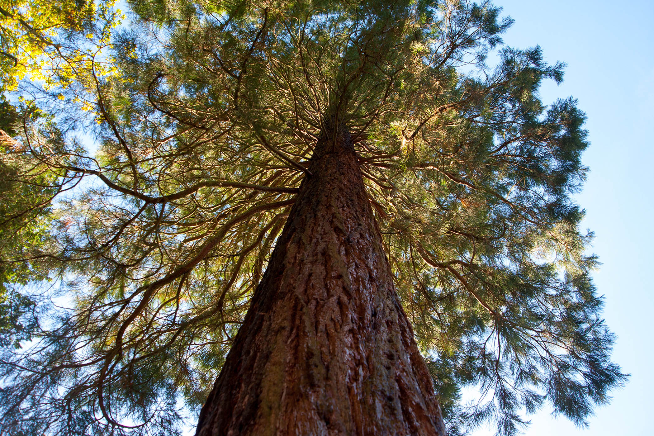 Redwoods take root in UK plan to meet climate crisis targets