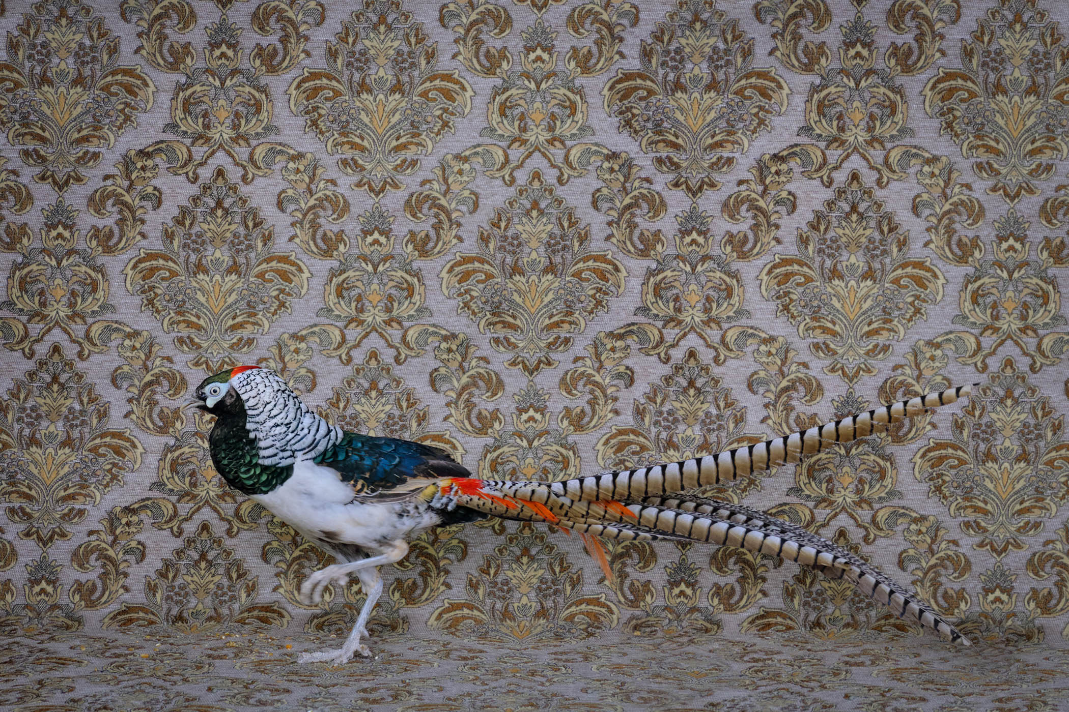 The grid: Claire Rosen’s fantastical feathered friends