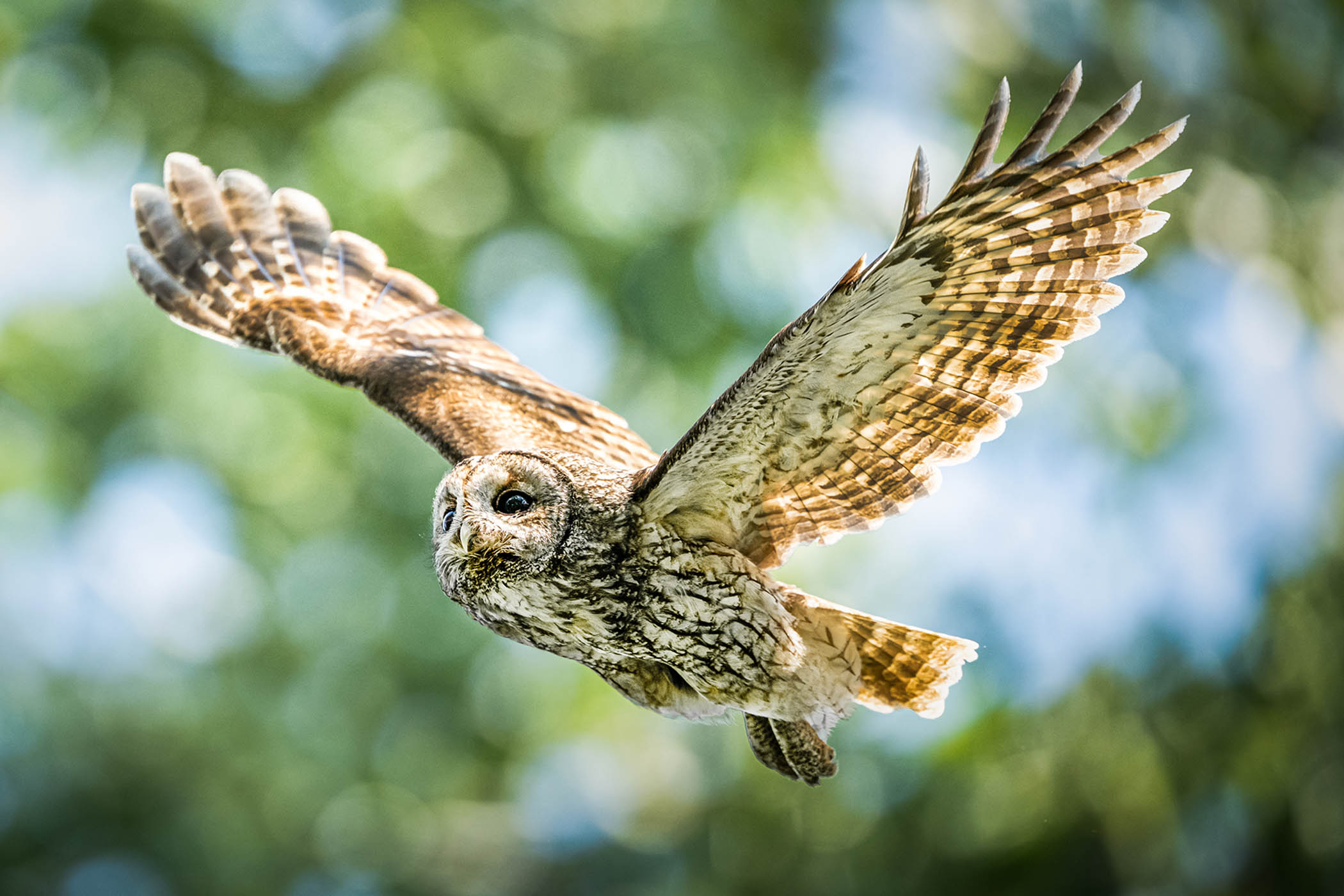 My week as a tawny owl