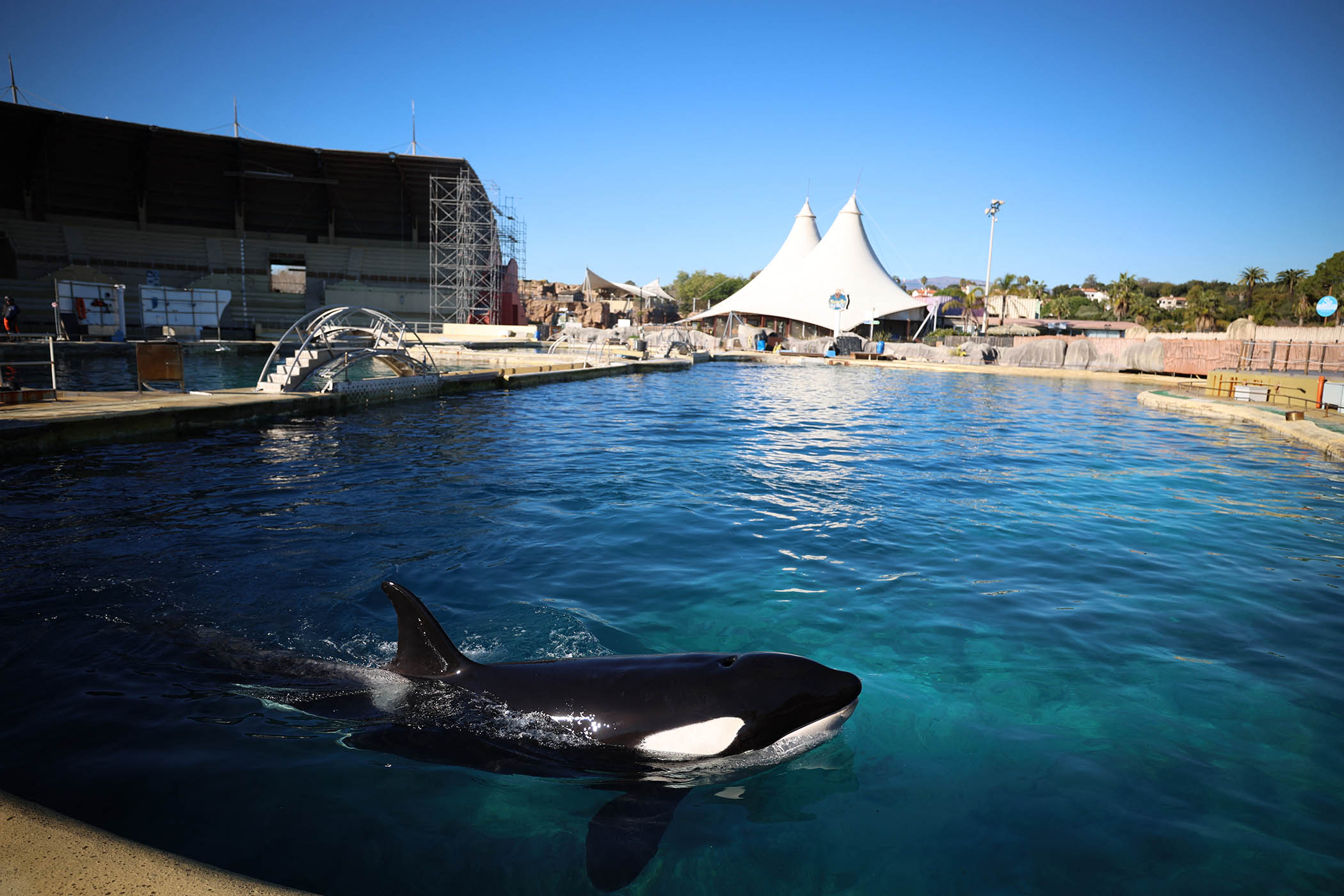 Free Willy lifeline is just a fantasy for France’s last two captive orcas