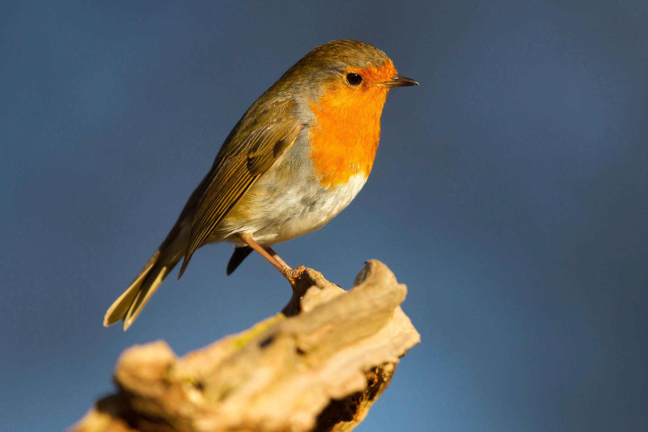 My week as a robin