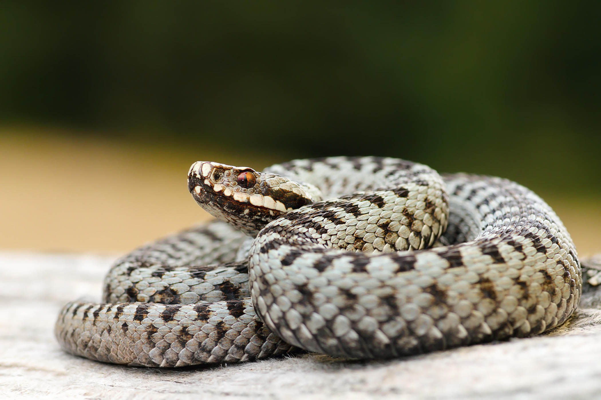 My week as an adder