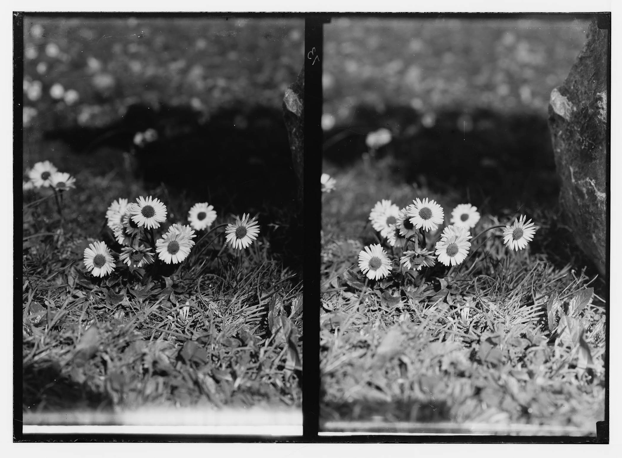 The grid: wild flowers of Palestine