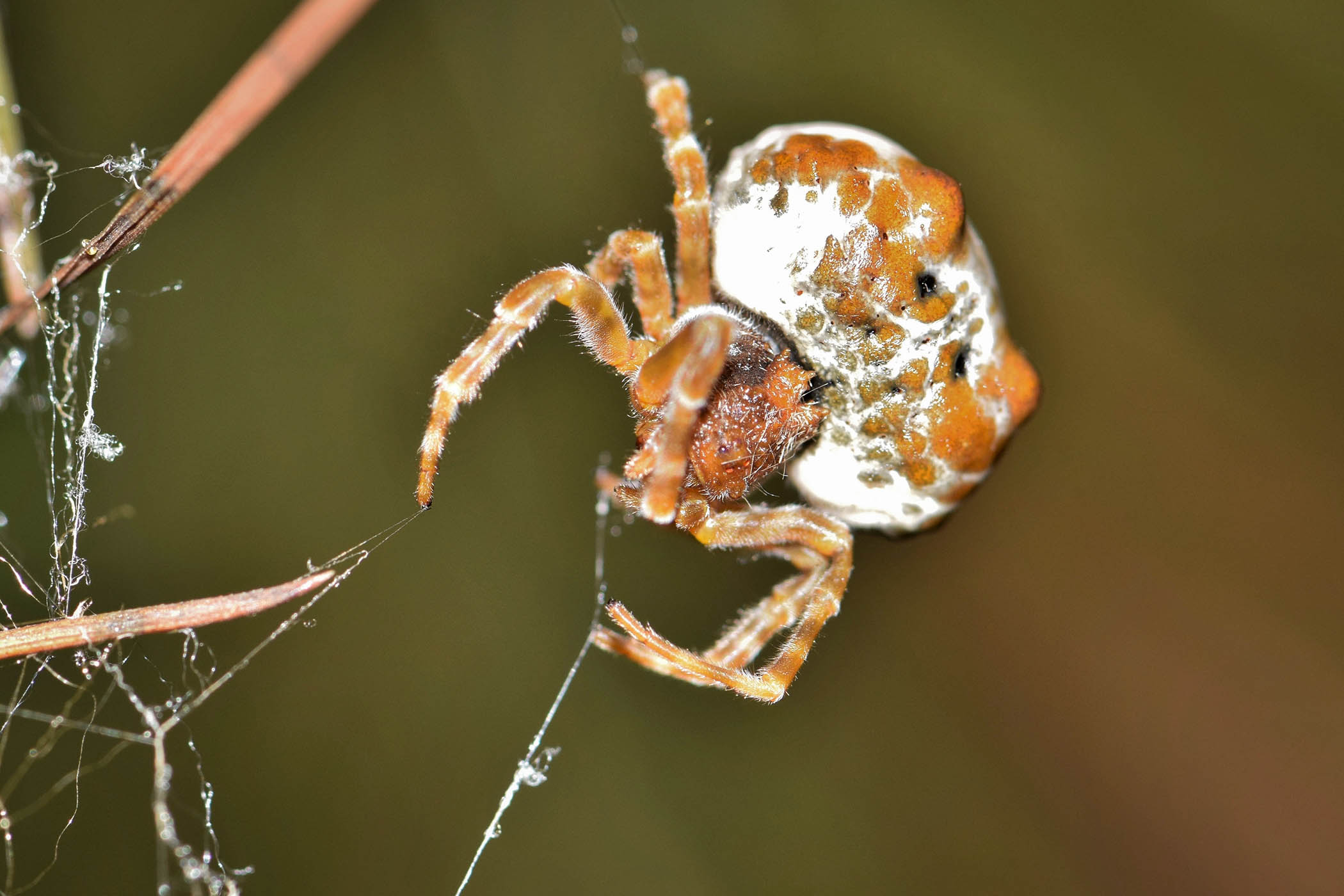 My week as a bolas spider