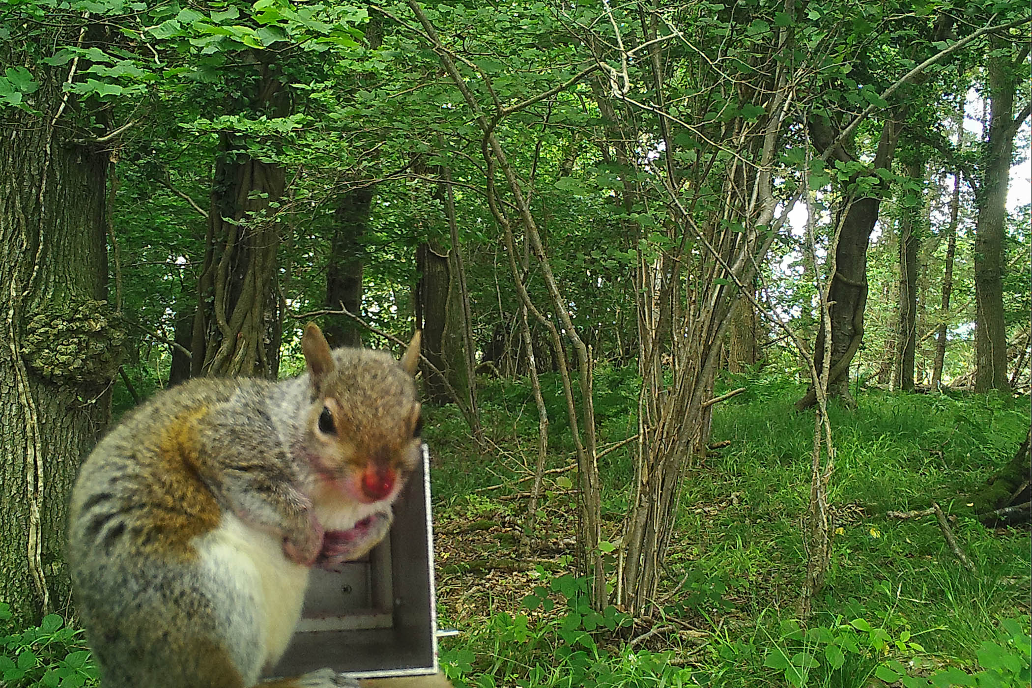 Fifty shades of drey: how a scheme to sterilise grey squirrels turned them pink