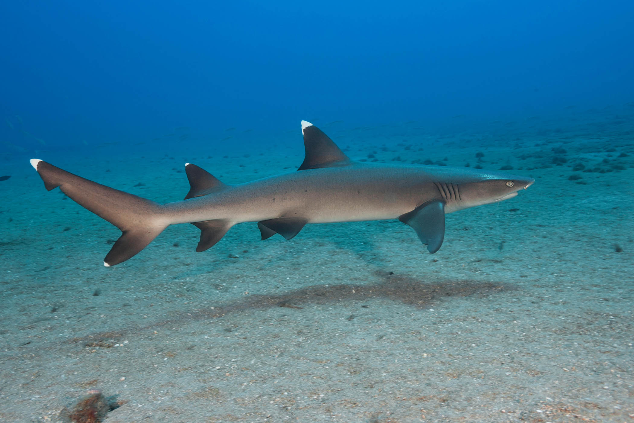 My week as a whitetip reef shark