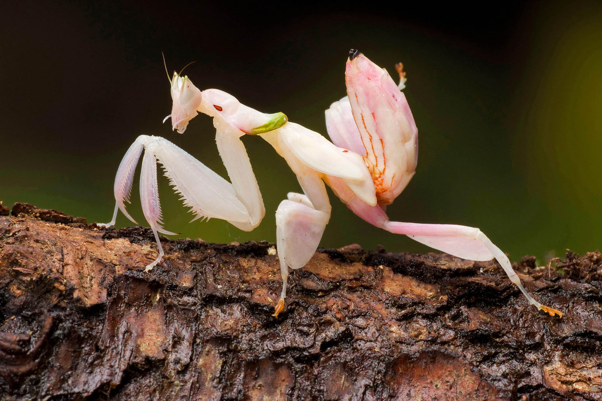 My week as an orchid mantis