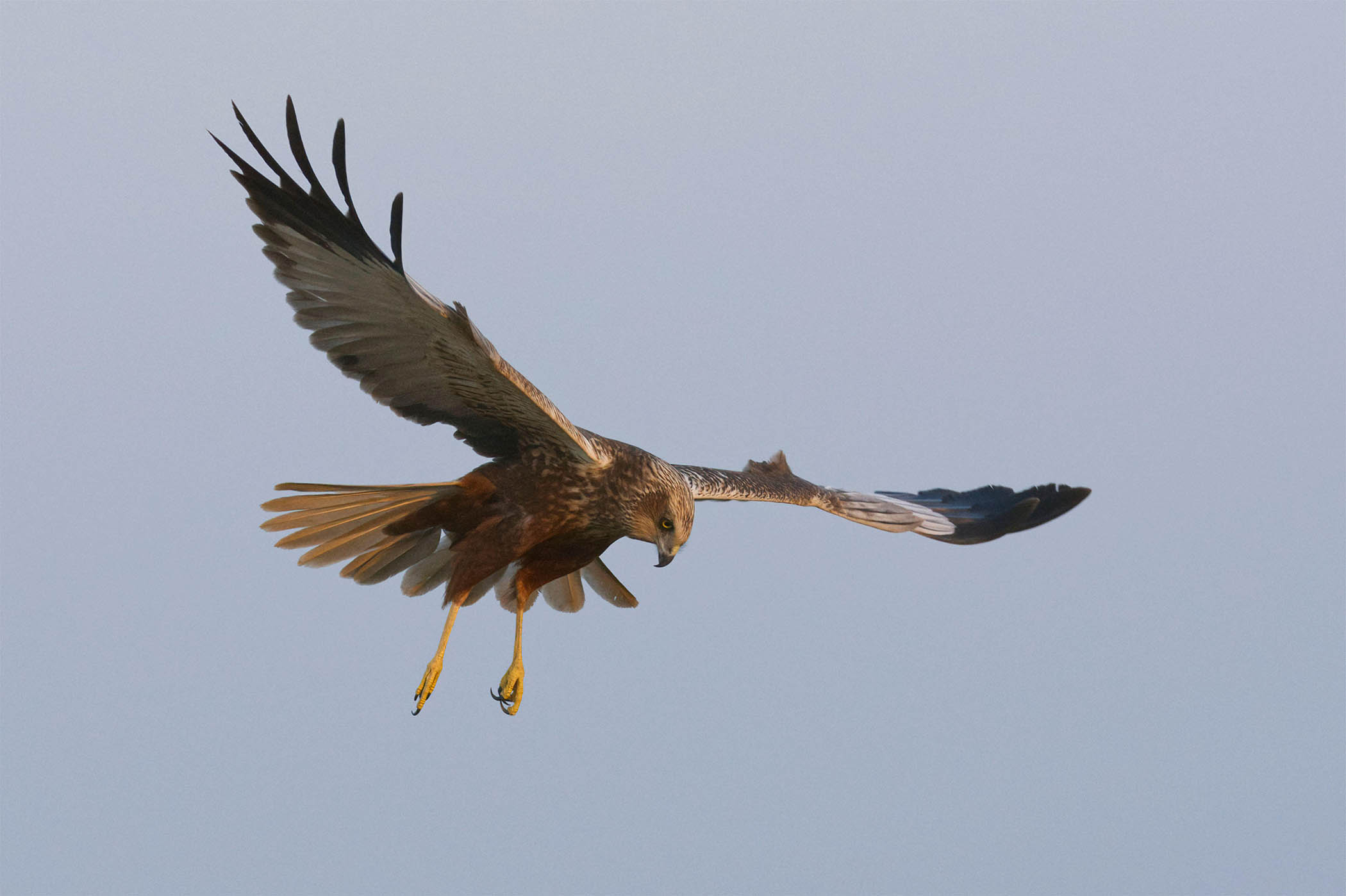 My week as a marsh harrier