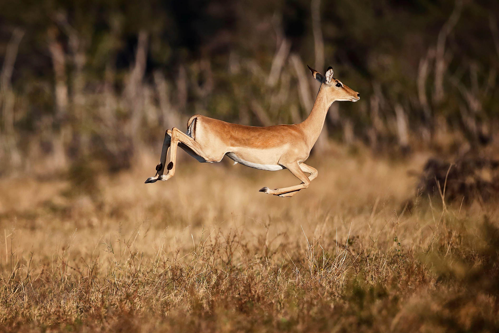 My week as an impala