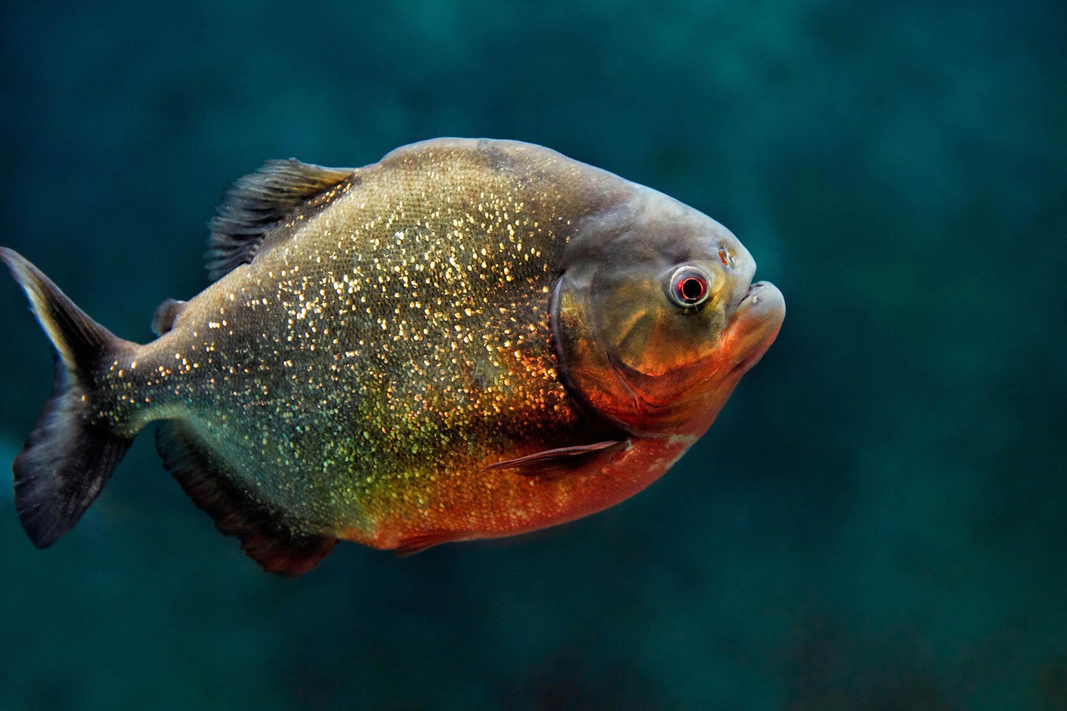 My week as a red-bellied piranha