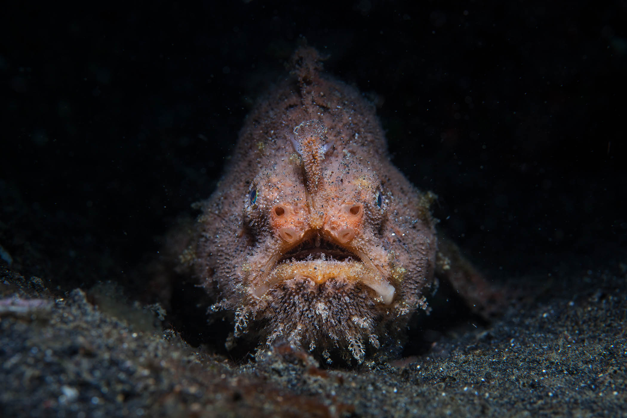 Trump’s race for rare minerals threatens life at the bottom of the ocean