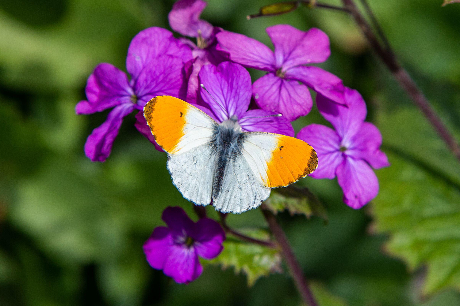 My week as an Orange-tip butterfly